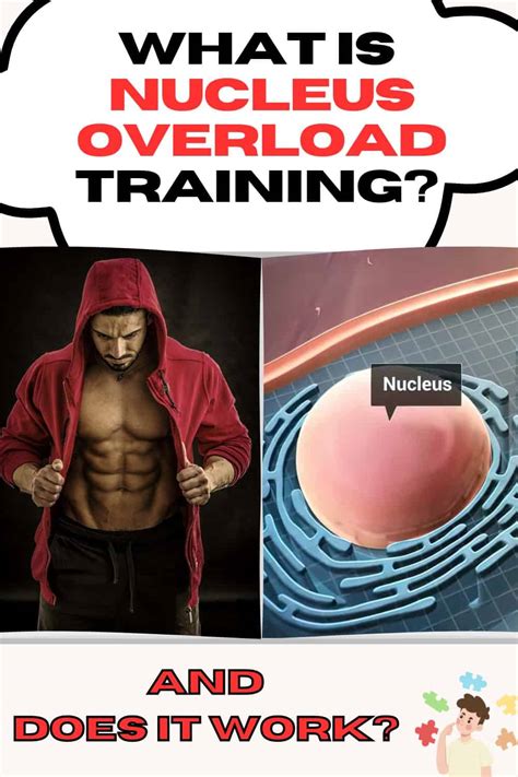 They then recorded the muscle size, <b>nuclei</b>, satellite cells, and mRNA levels 3 and 10 days post <b>training</b>. . Nuclei overload training study